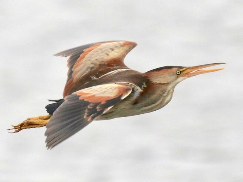 Least Bittern, Photos 3