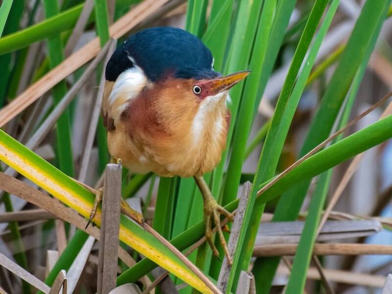 Least Bittern, Photos 4