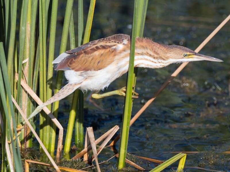 Least Bittern