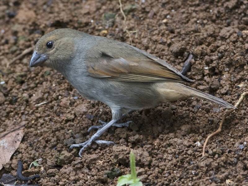 Pinzón Antillano Menor