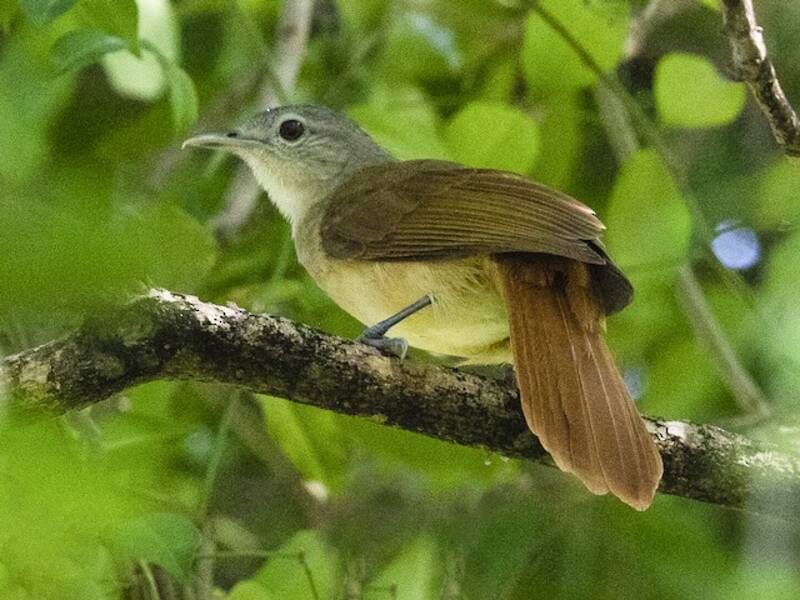 Phyllastrephus, Photos 2