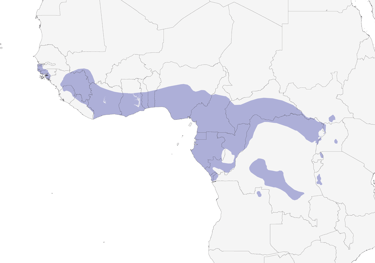 Phyllastrephus, Distribution 1