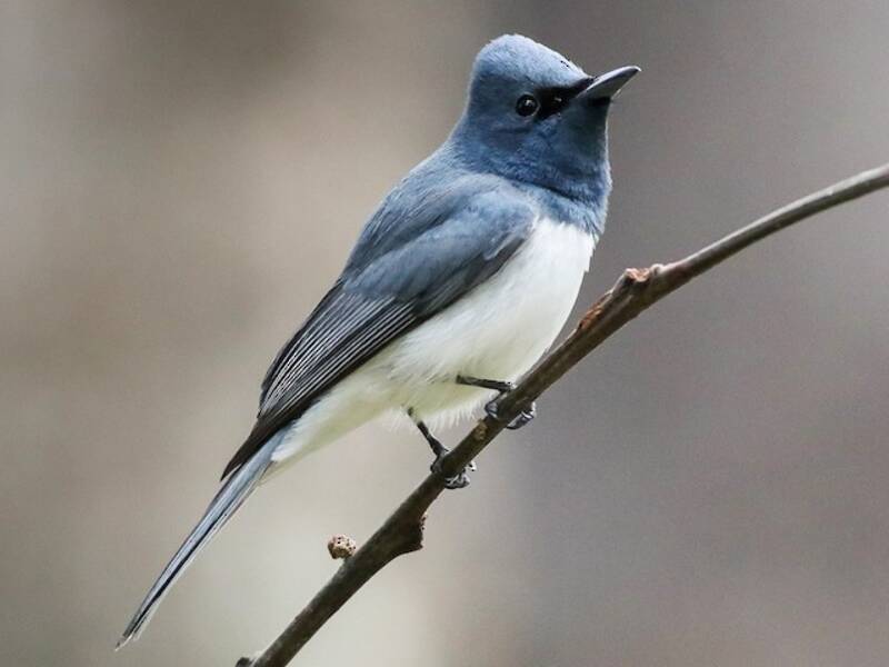 Leaden Flycatcher, 照片 3