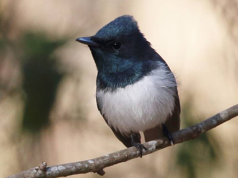 Leaden Flycatcher