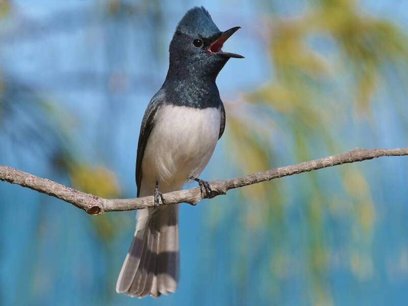 Leaden Flycatcher, 照片 4