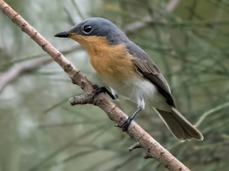 Leaden Flycatcher, 照片 2