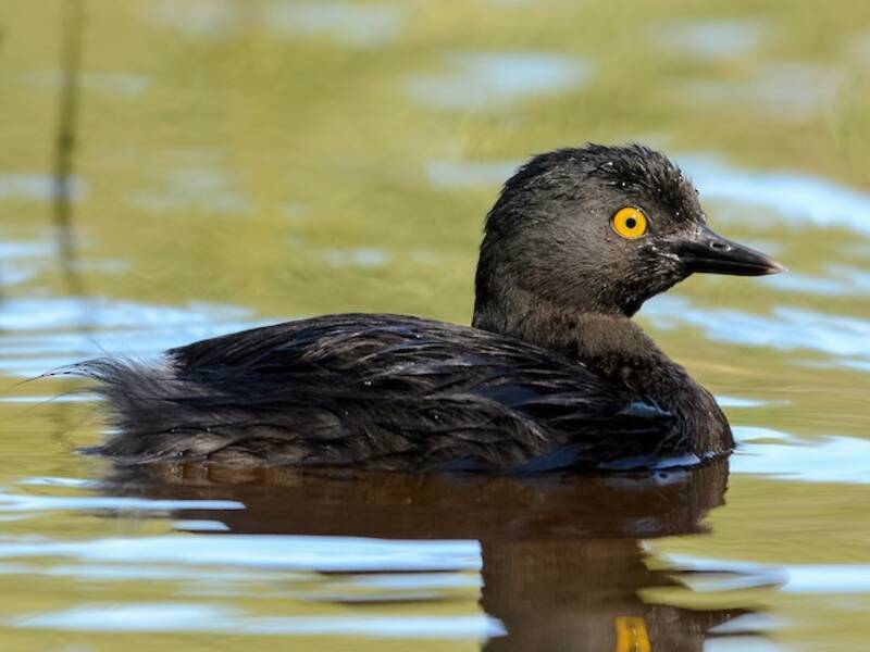 Least Grebe