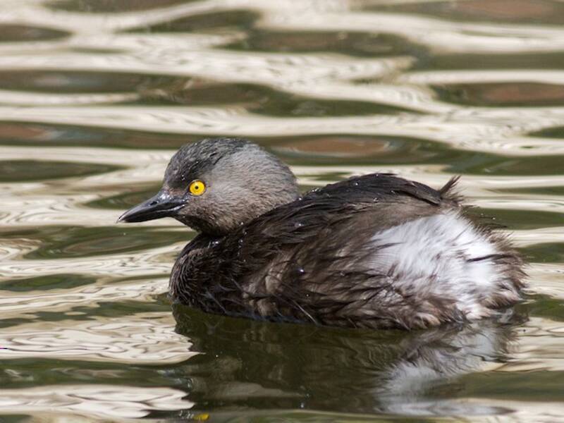 Least Grebe, 照片 2