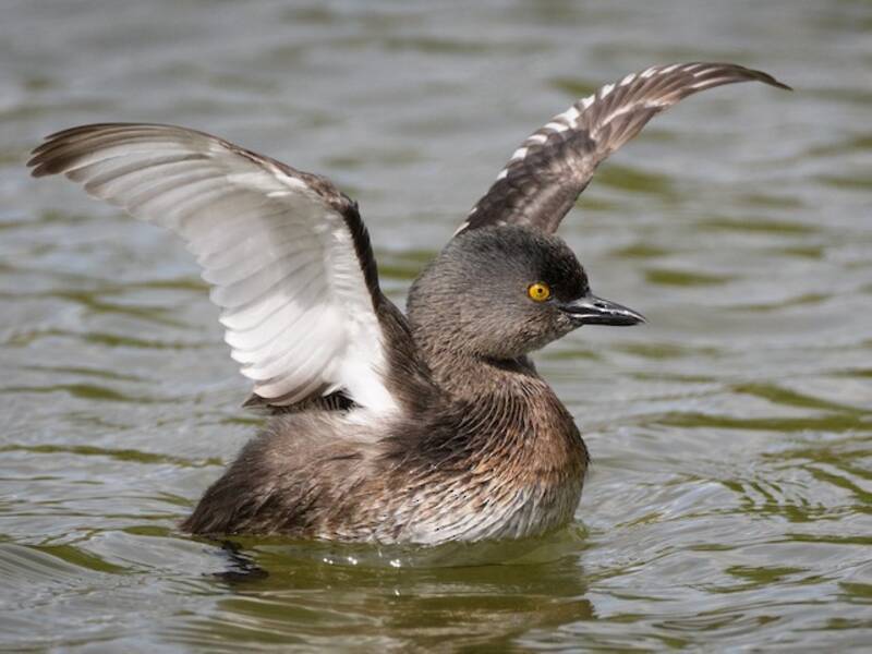 Least Grebe, 照片 4