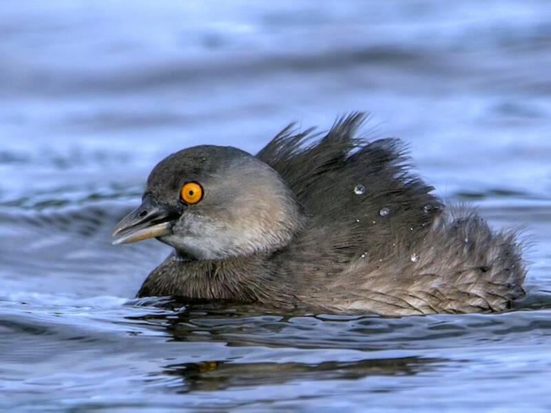 Least Grebe, 照片 3