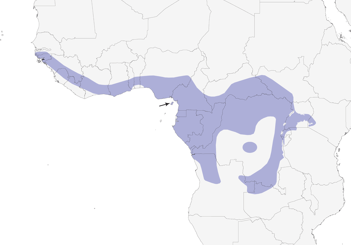 Indicatore minore, Distribuzione 1