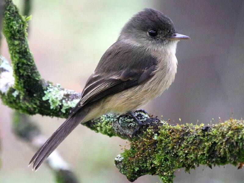 Lesser Antillean Pewee, 照片 3