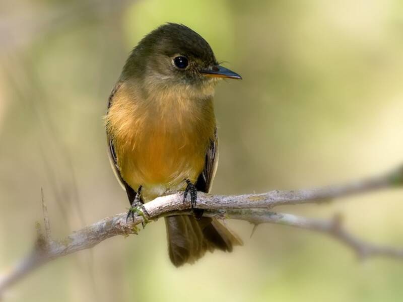 Lesser Antillean Pewee, 照片 2