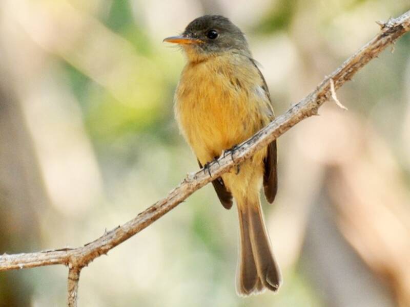 Lesser Antillean Pewee, 照片 4
