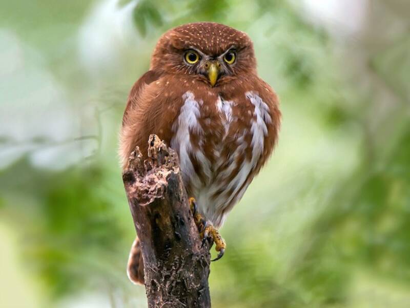 Least Pygmy-Owl