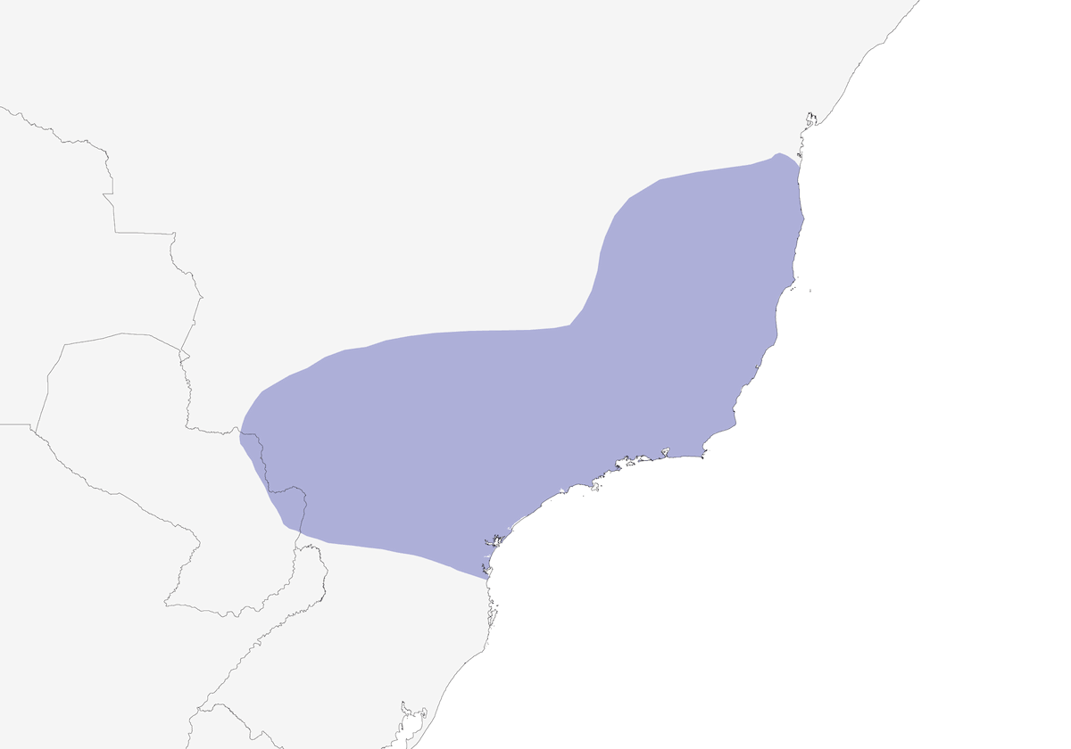 Mochuelo mínimo, Distribución 1