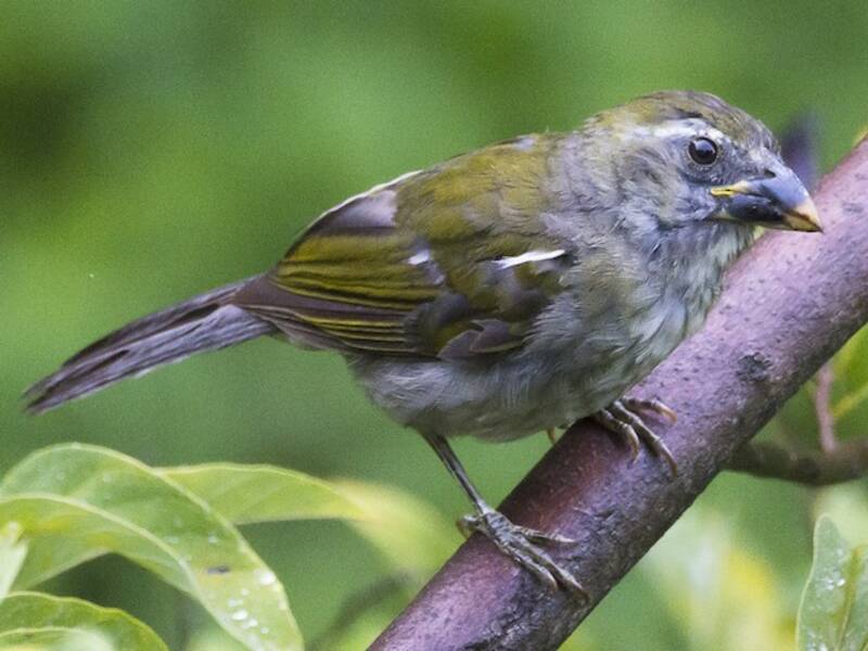 Kleinantillen-Saltator, Fotos 3