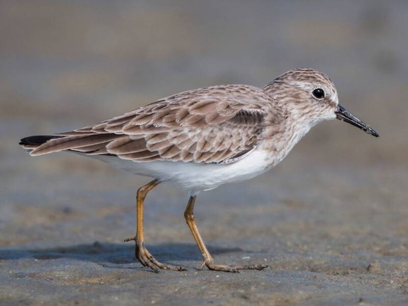 Least Sandpiper, 照片 2