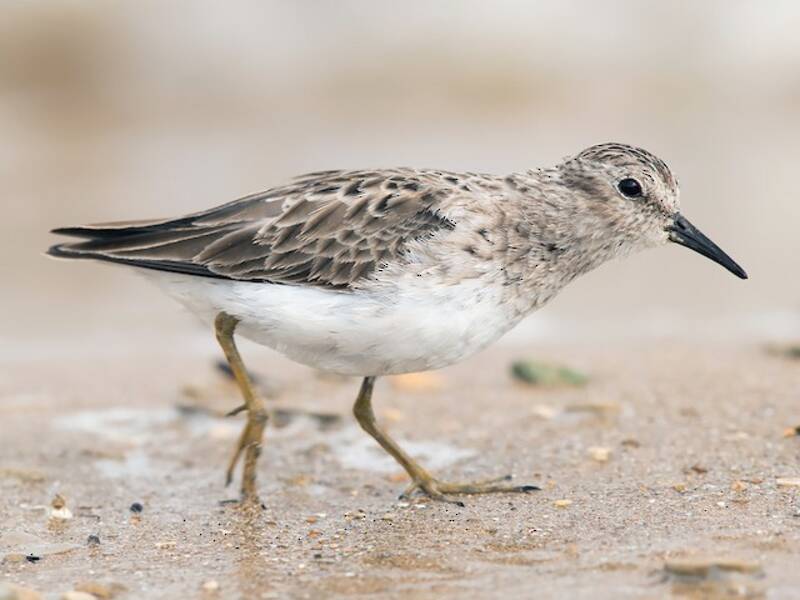 Least Sandpiper