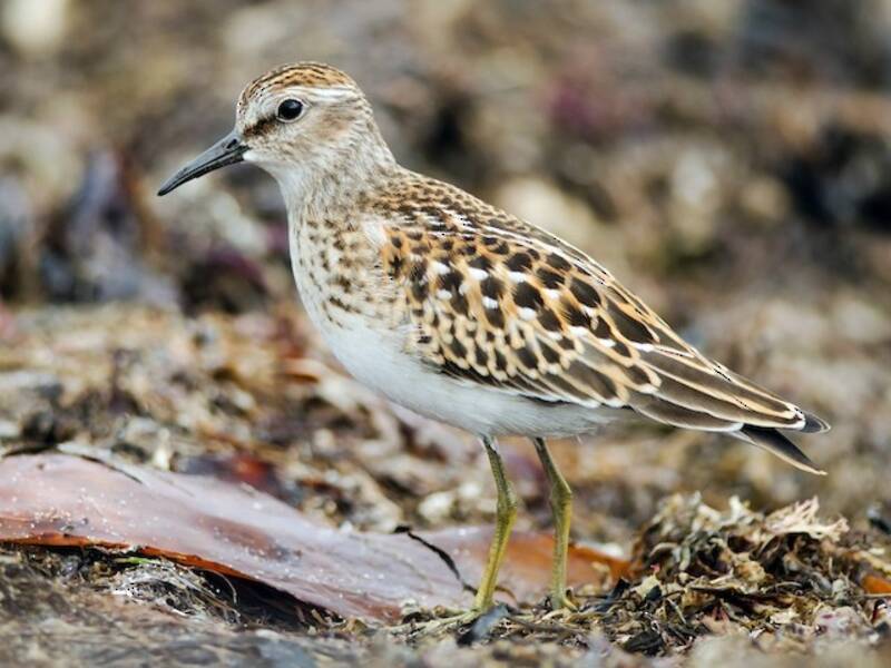 Least Sandpiper, 照片 4