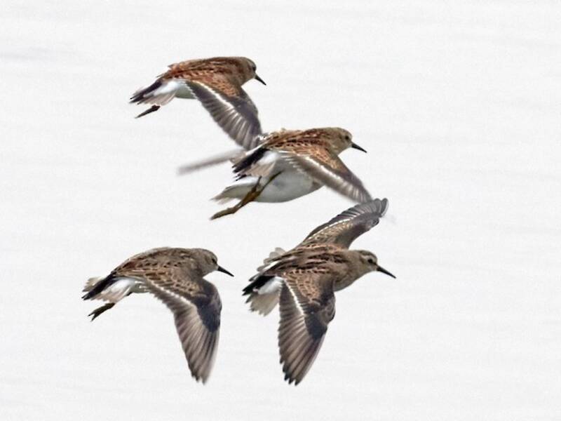 Least Sandpiper, 照片 3