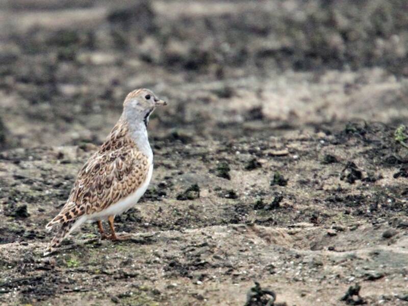 Least Seedsnipe, 照片 2