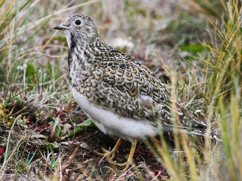 Least Seedsnipe, 照片 3