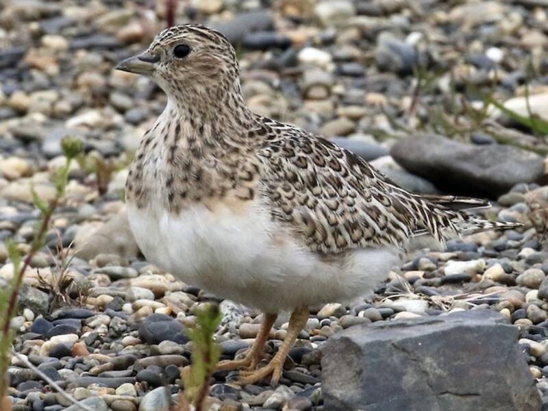 Least Seedsnipe, 照片 4