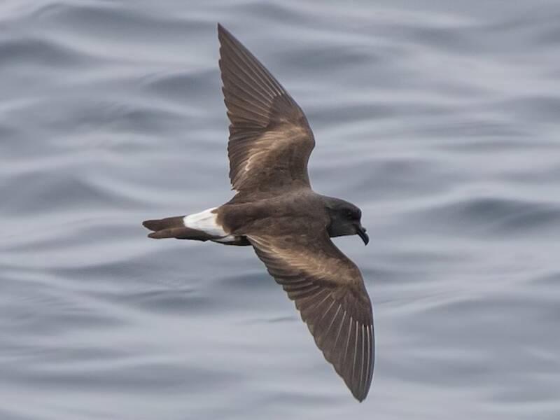 Océanite de Townsend, Photos 3