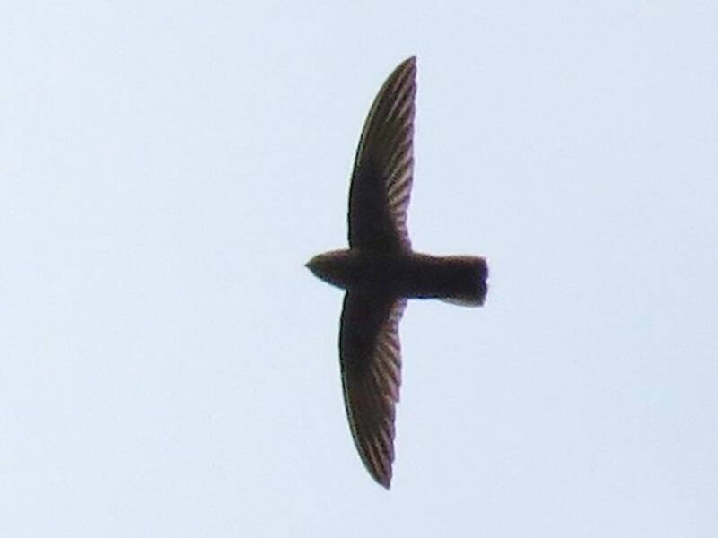 Rondone delle Piccole Antille, Foto 2