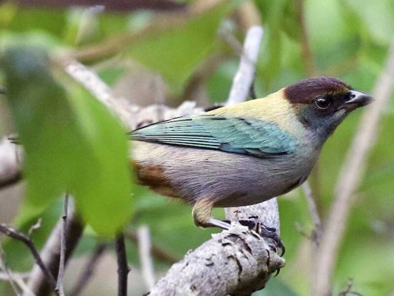 Lesser Antillean Tanager, 照片 3