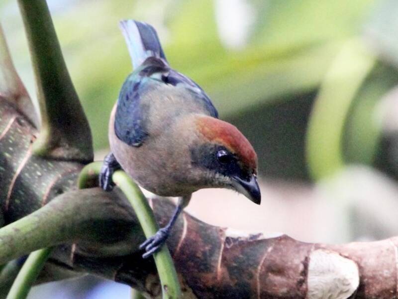 Lesser Antillean Tanager, 照片 2