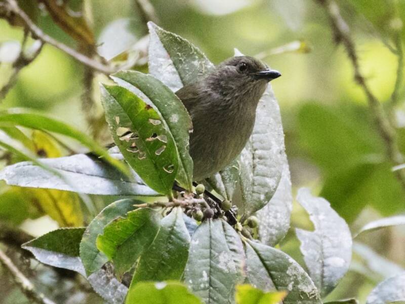 Mid-mountain Berrypecker