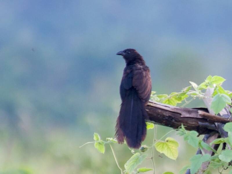 Cucal nero minore