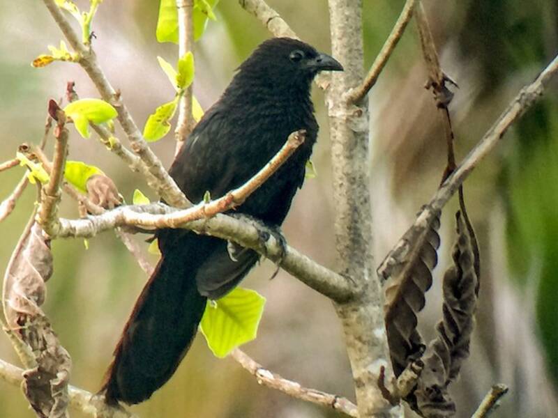 Cucal nero minore, Foto 4
