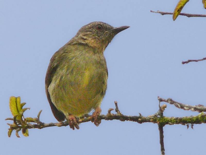 Lemon-bellied Crombec, 照片 3