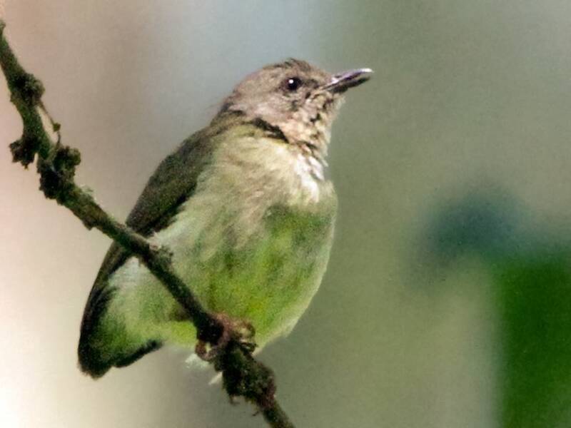 Lemon-bellied Crombec, 照片 2