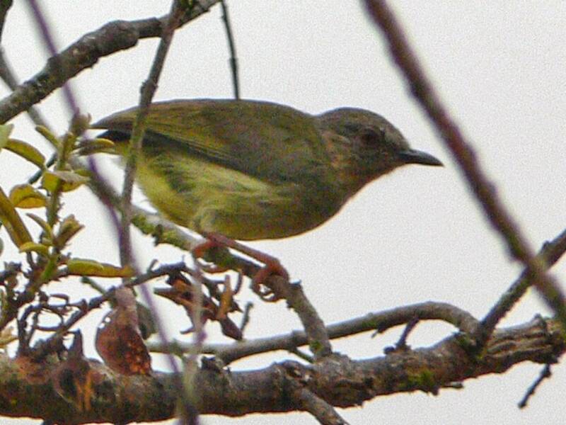 Lemon-bellied Crombec
