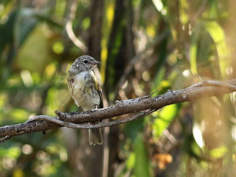 Lemon-bellied Flyrobin