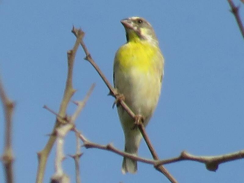 Lemon-breasted Seedeater, Photos 2