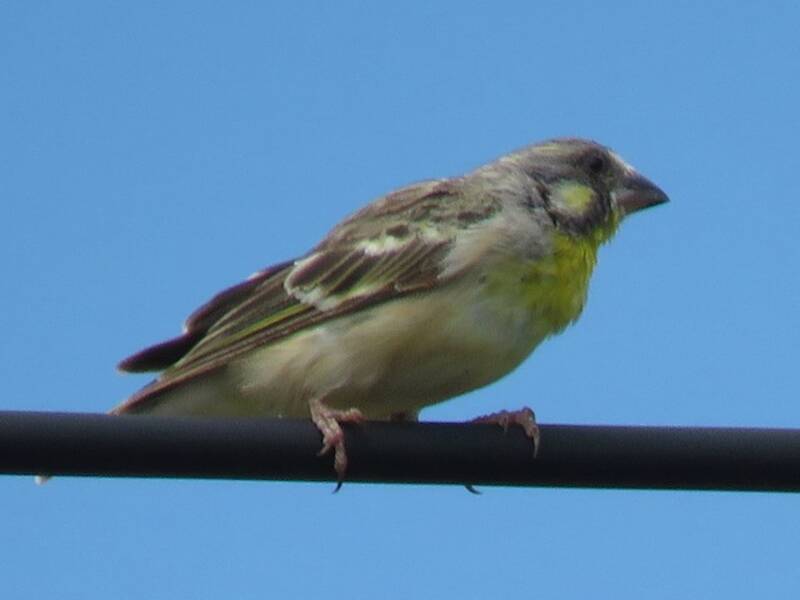 Lemon-breasted Seedeater, Photos 3