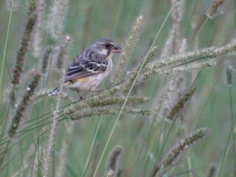 Lemon-breasted Seedeater, Photos 4