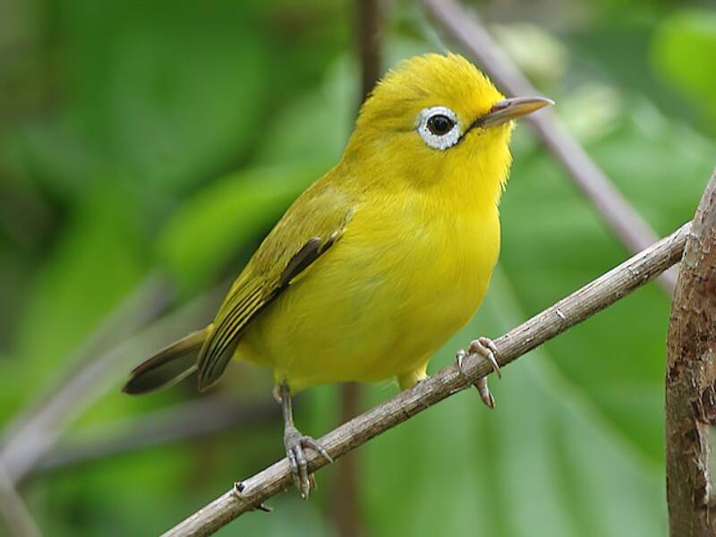 Wakatobibrillenvogel, Fotos 3