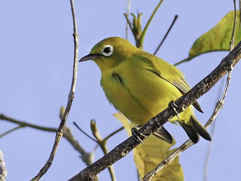 Wakatobibrillenvogel, Fotos 2
