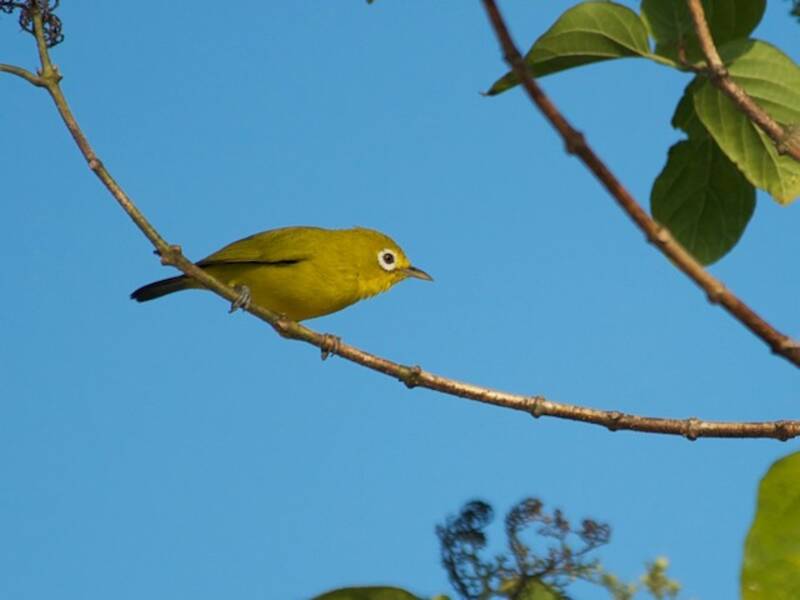 Wakatobi White-eye