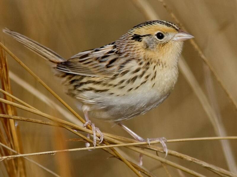 LeConte's Sparrow, 照片 3