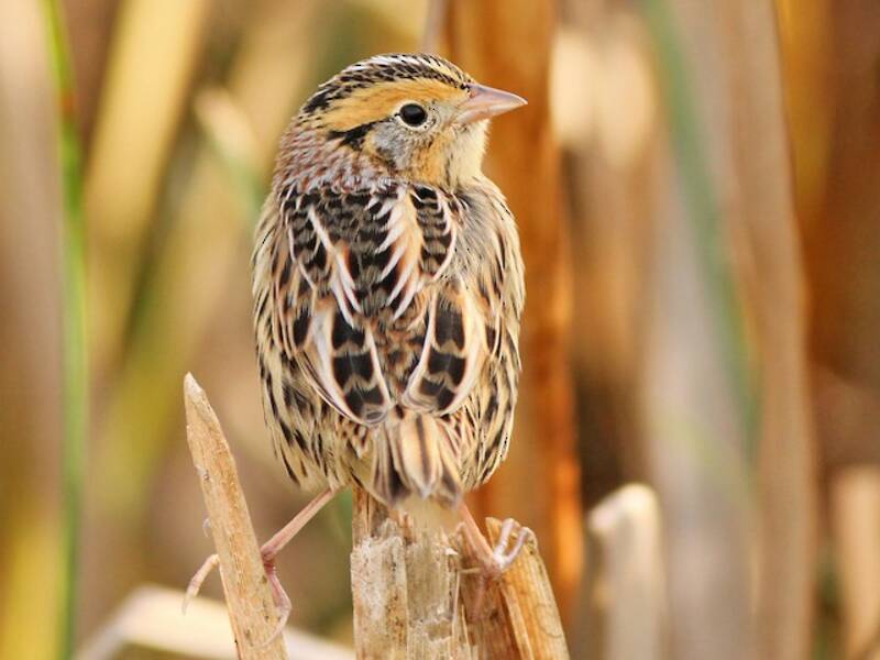 LeConte's Sparrow, 照片 2