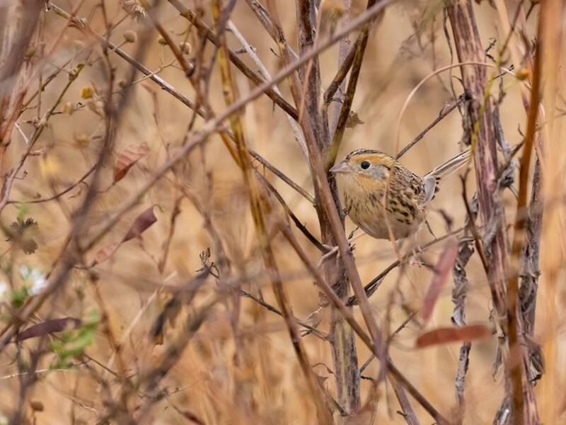 LeConte's Sparrow
