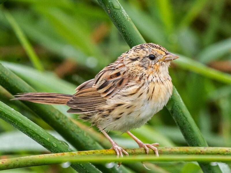 LeConte's Sparrow, 照片 4