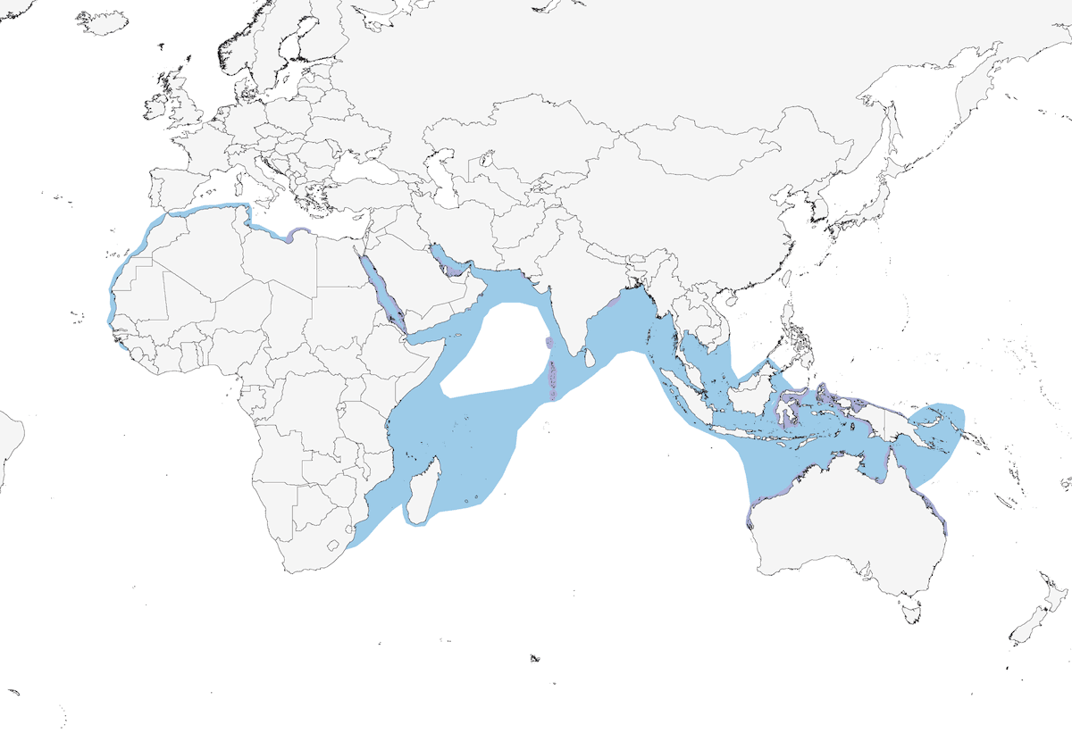 Charrán Bengalí, Distribución 1